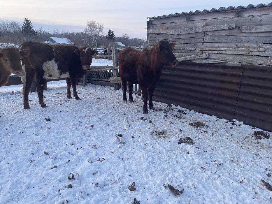 Продам полтора годовалых телок с откорма