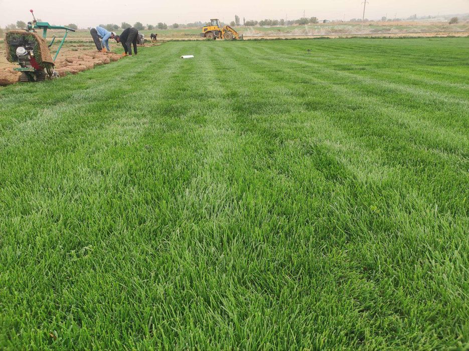 Rulonli gazon yotqizish xirmati mustahkam   sifatli  hamda  hamyonbob