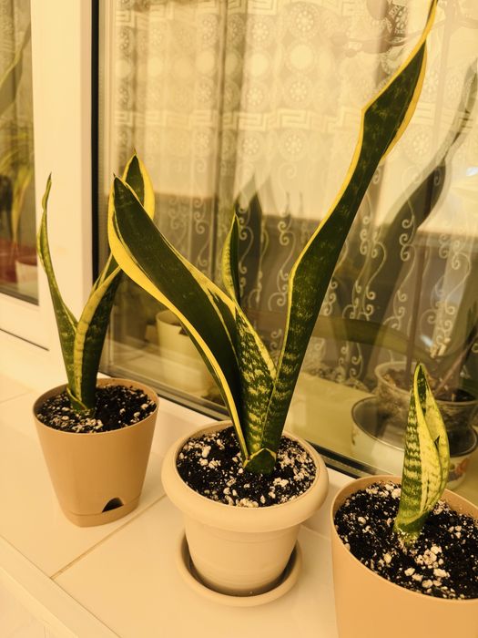 Сансевиерия комнатное растение