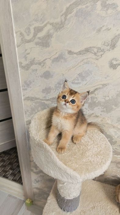 Продается золотая шиншилла кошечка