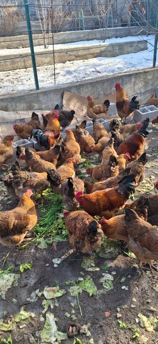 Инкубационное яйцо кучинкое