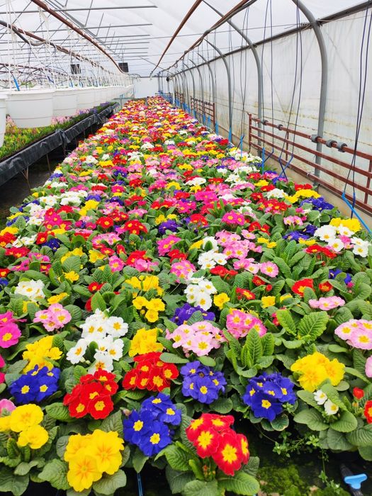 Zambile,primule ,ciclamen