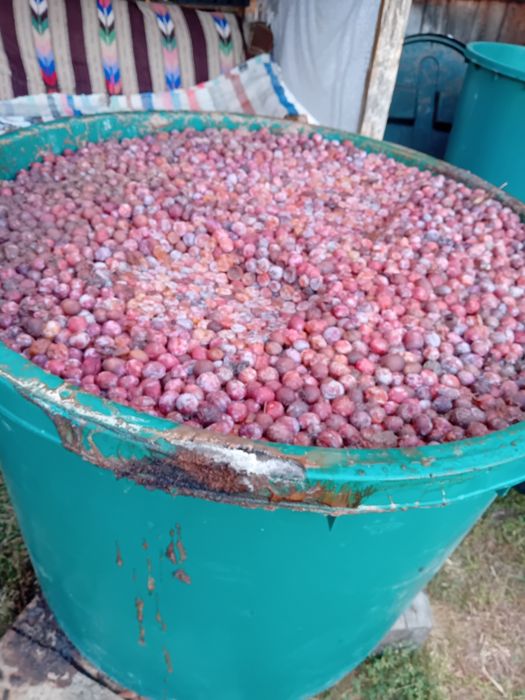 Prune de vânzare
