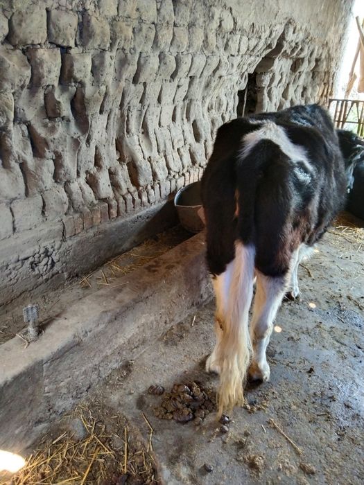 Qisir sigir sotiladi