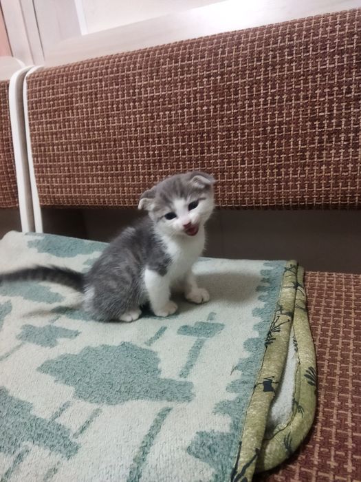 Продам вислоухих котят