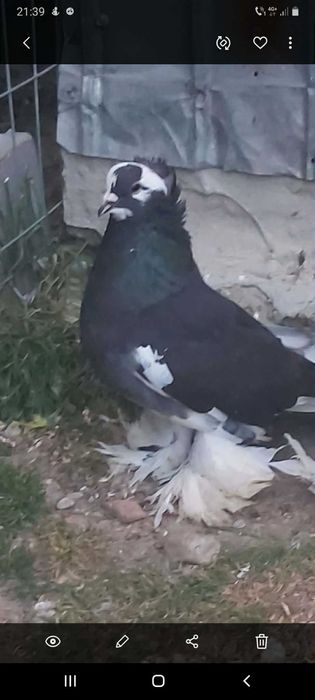 Porumbei de vanzare