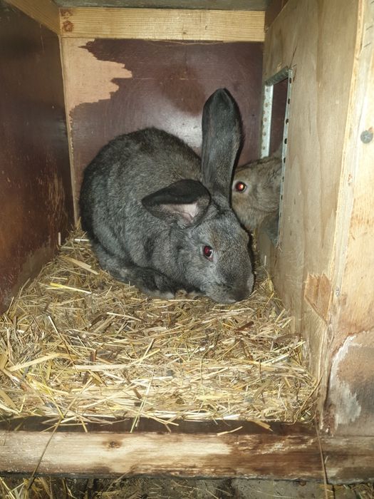 Продам крольчат Великана