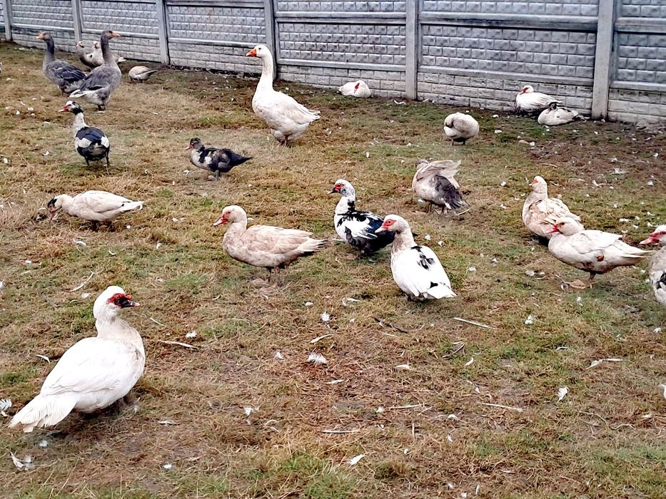 Rate și rățoi 70 lei bucata