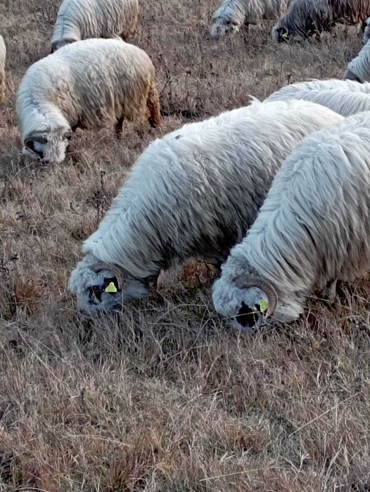 Vand oi la 750 de lei bucata