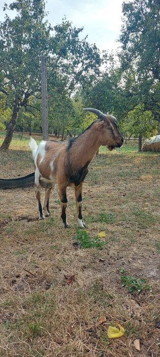 Țap Alpin francez de vanzare