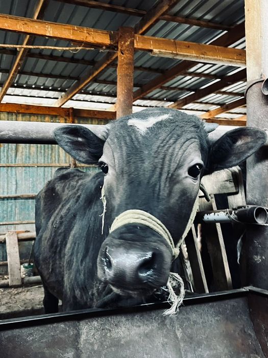 Тез арада бұқалар сатылады