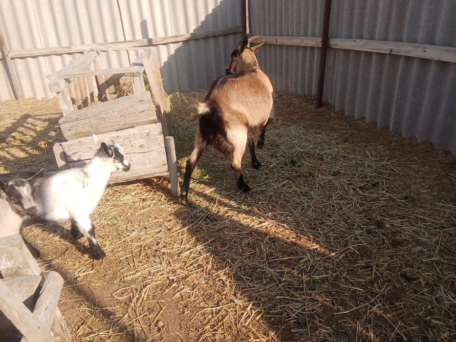 Альпі француз теке лақтар