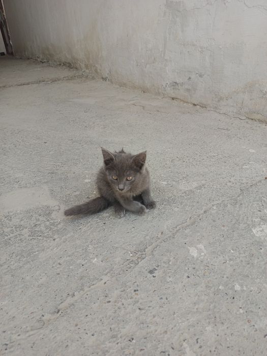 Котята,мальчики,девочки