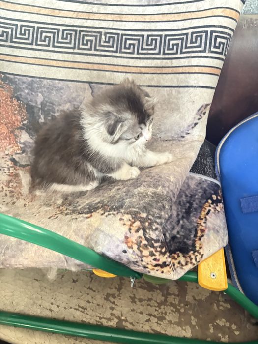 Срочно продам котят