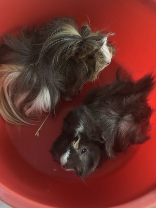 Подрявам морски свинчета