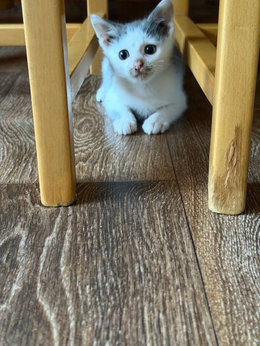 Подарявам котенце