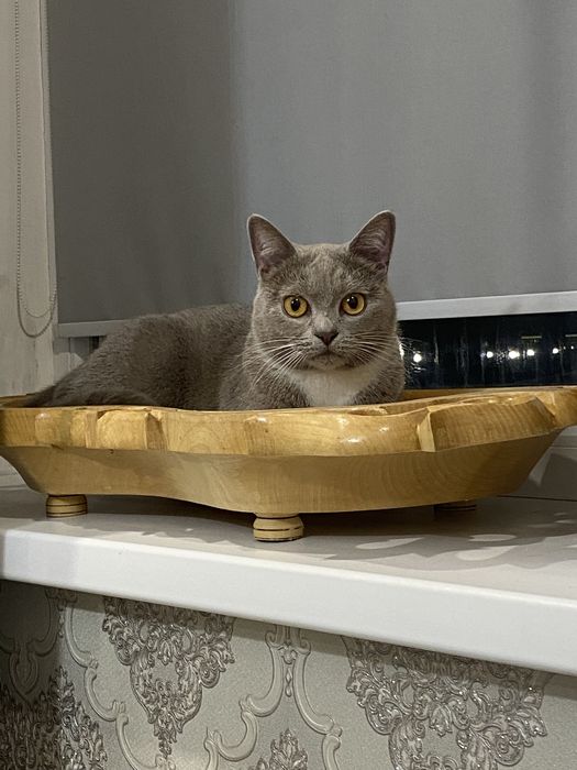 Отдам кота в добрые руки