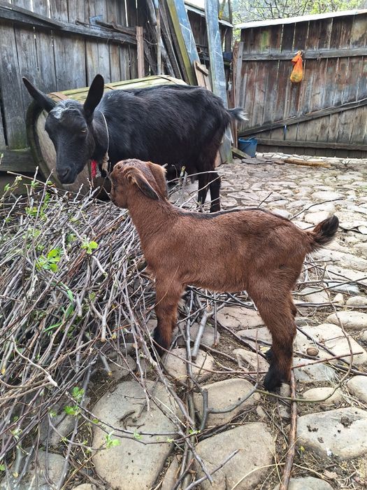 Vând capră alpina franceza