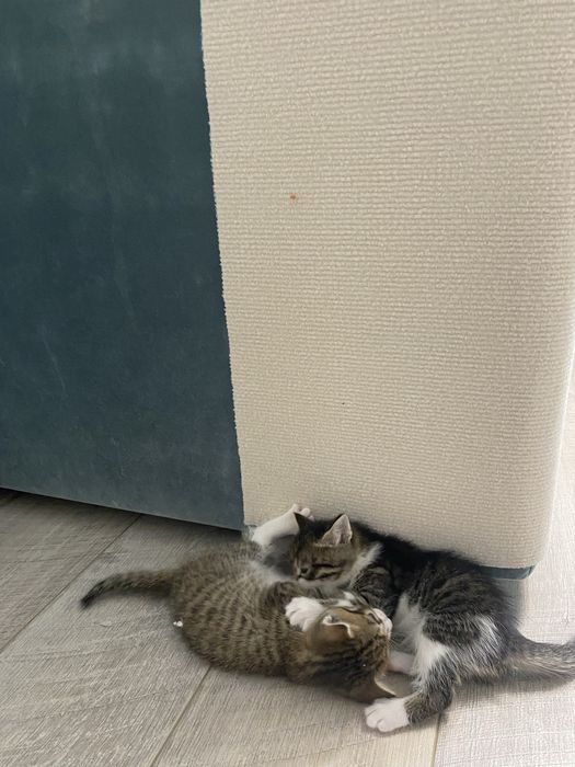 Котята три мальчика и одна девочка