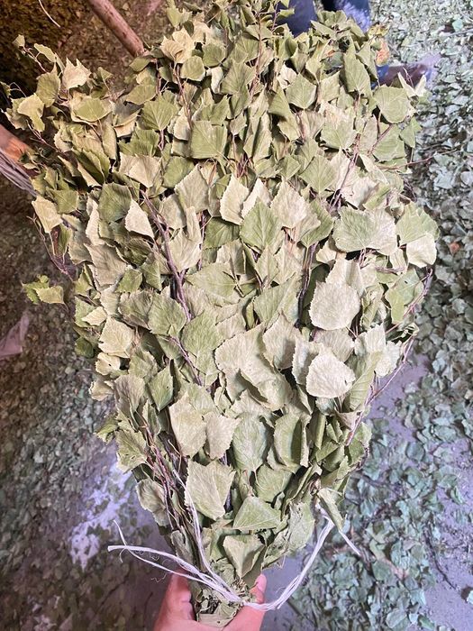 Веник берёза мошный