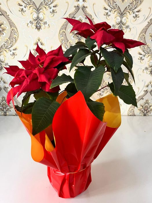 Продаются комнатные цветы