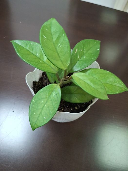 Комнатные  цветы