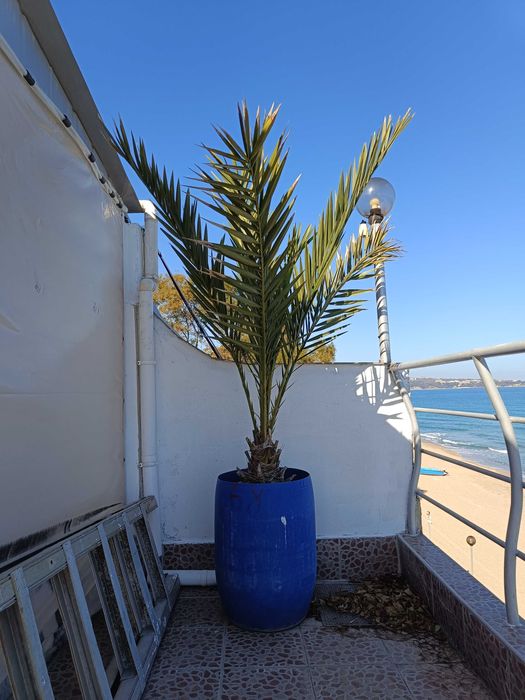 10 броя финикови палми