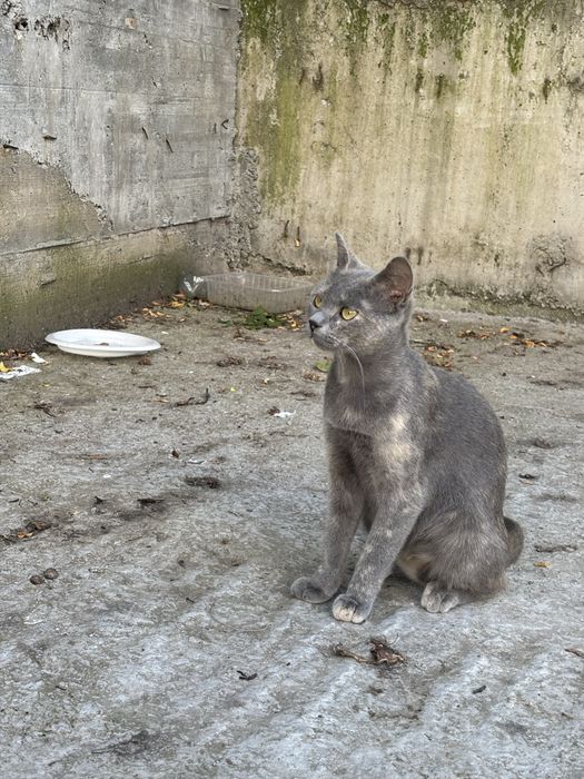 Adoptie motan Bucuresti-Ilfov