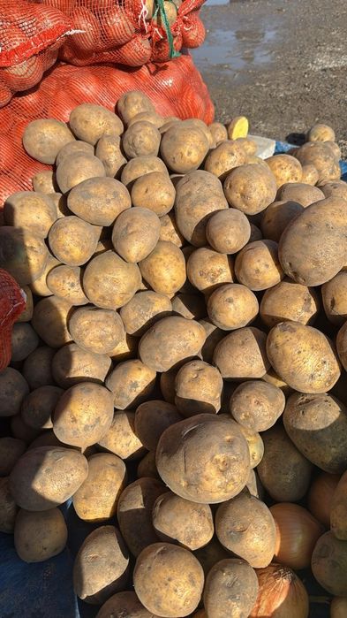 Картофель Павлодарский оптом