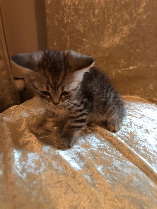 Отдам котят в добрые руки