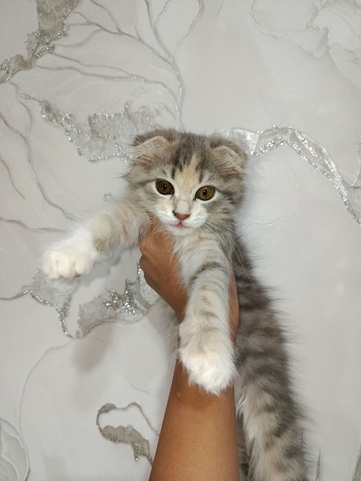 котёнок скотиш фолд