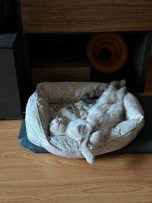 Отдадим кота в заботливые руки
