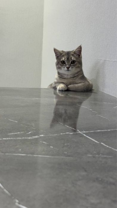 Продается котенок.!