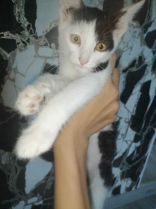 3 Котёнка. Им примерно 3 месяца