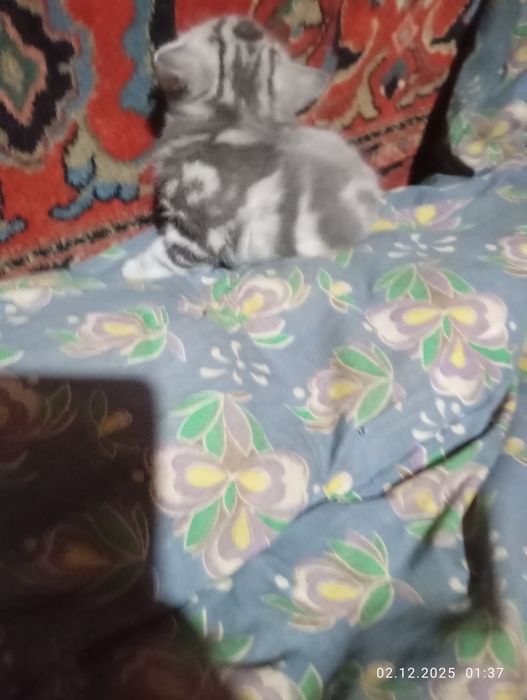 Британские   котята