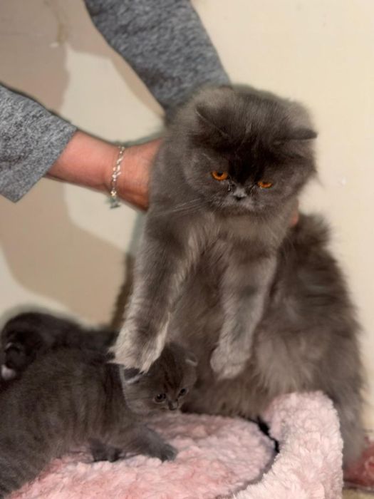 Продаются котята