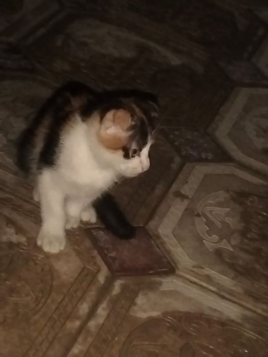 вислоухие кошечки