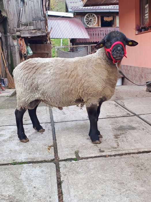 Suffolk berbec oi suffolk