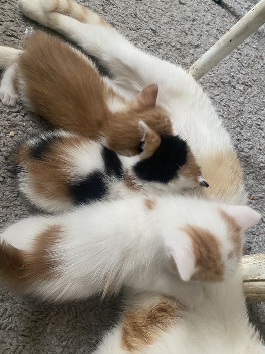 Котята в добрые руки
