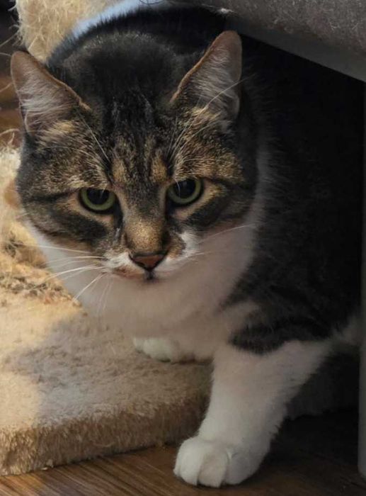 Caut camin urgent pentru cateva pisicute dragalase si cuminti