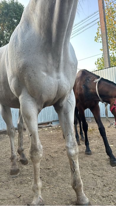 Чистокровного жеребца!