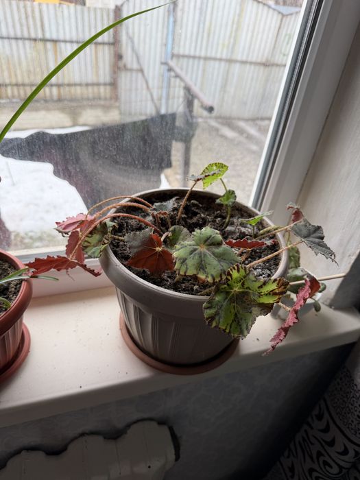 Комнатные растения.