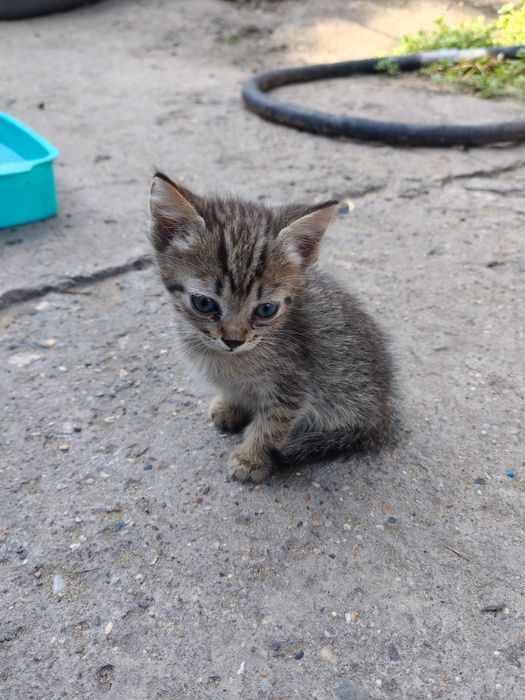 Отдам котят в хорошие руки