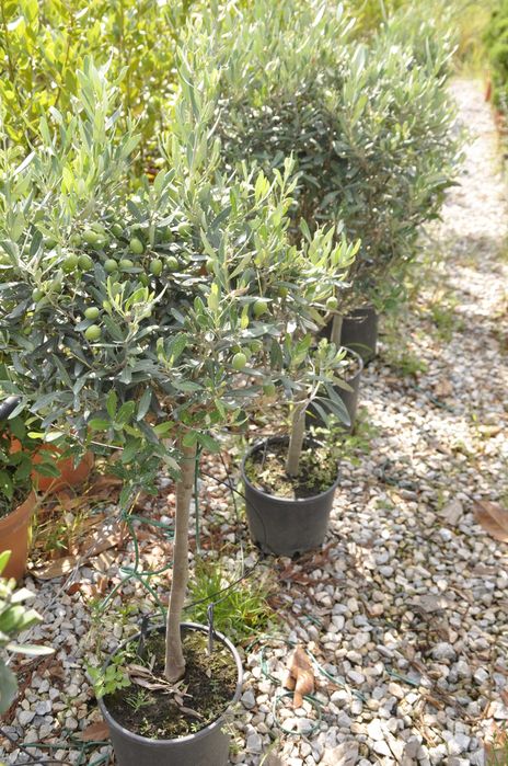 Maslini pe rod livrare rapida in toata tara