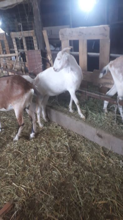 Продам  коз англо нуби .Покрытые