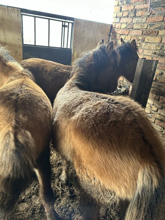 Жабағылар  еркек