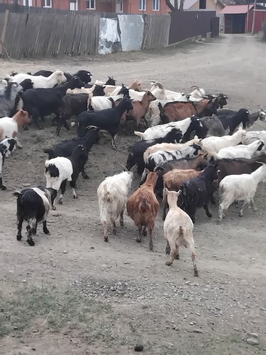 Vând 40 de capre fatate si nefatate 600 lei negociabil