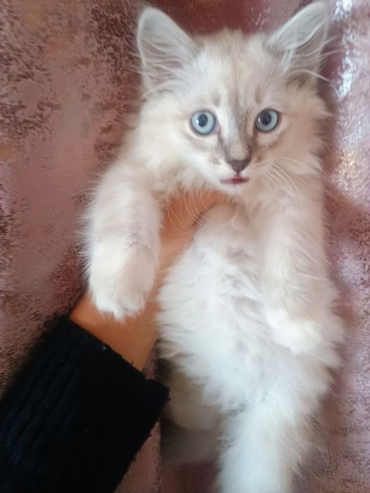 Отдам котенка в добрые руки