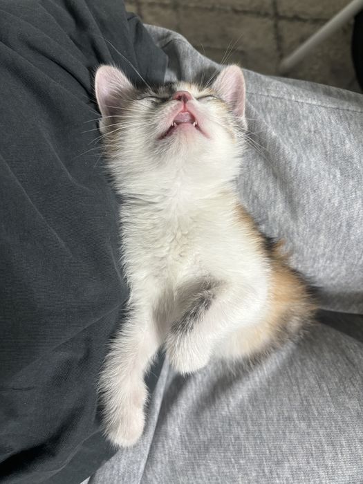 Продам котенка