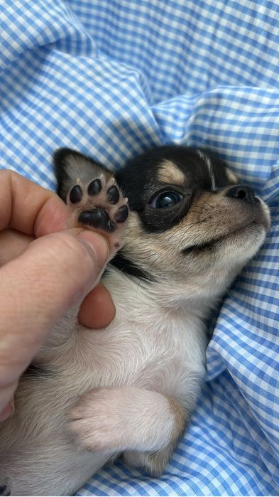 Чихуахуа мальчик